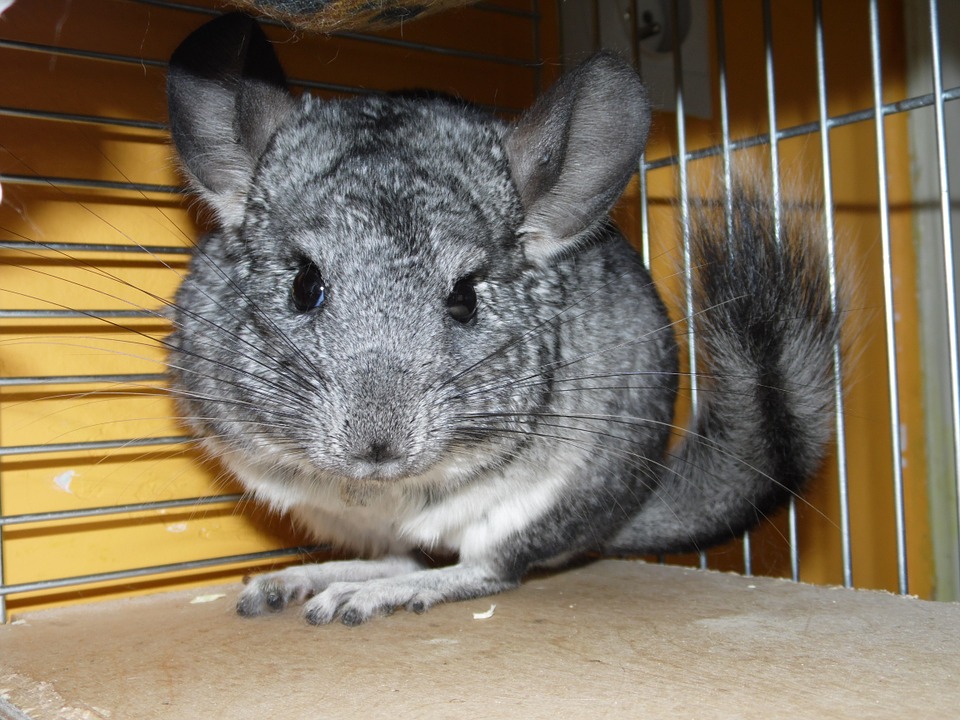 chinchilla cordillerana chilena
