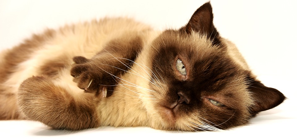 esterilizar a un gato