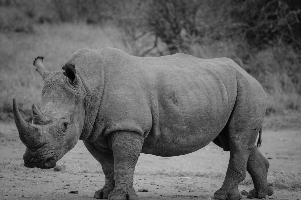 animales recientemente extintos: rinoceronte negro