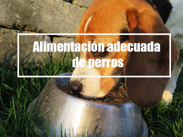 Alimentación para perros