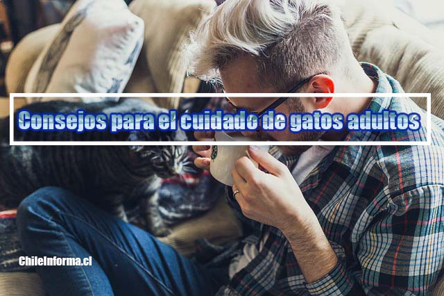 Consejos para el cuidado de gatos adultos