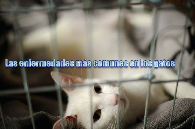Las enfermedades más comunes en los gatos