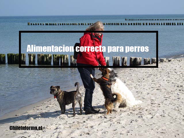 alimentación en perros