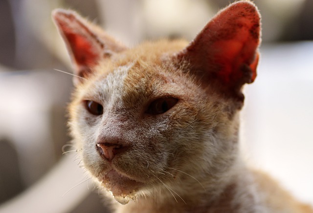 gato enfermedad