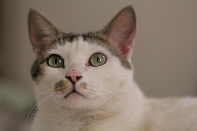 Gato adulto